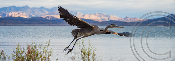 Heron Lake Mead Nevada-1-3