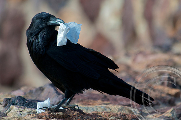 Raven, Lake Mead