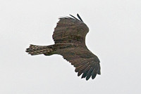 Osprey, Lake Mead