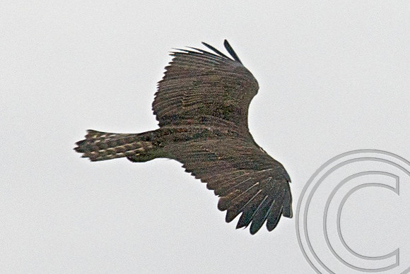 Osprey, Lake Mead