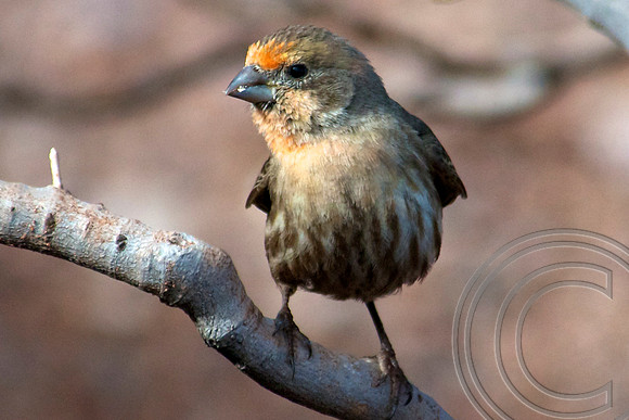 House Finch, Lake Mead
