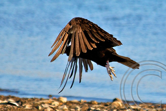Turkey Vulture, Lake Mead Nevada