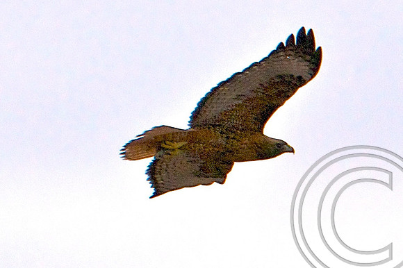 Golden Eagle, Black Canyon