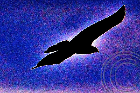 Golden Eagle, Black Canyon