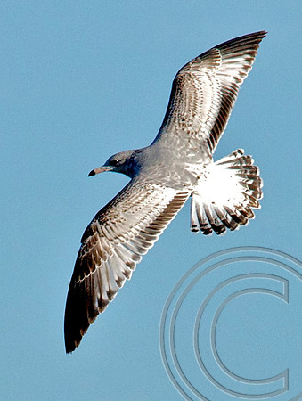 Gull, Lake Mead