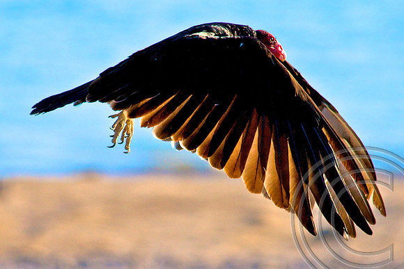 Turkey Vulture, Lake Mead Nevada