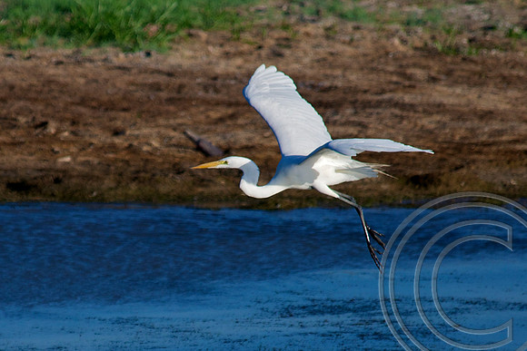 Great Egret, Lake Mead