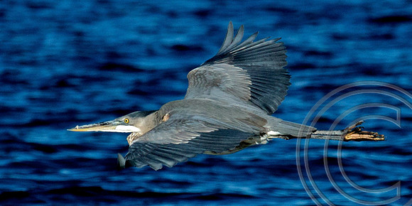 Great Blue Heron, Lake Mead