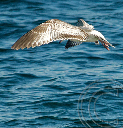 Gull, Lake Mead