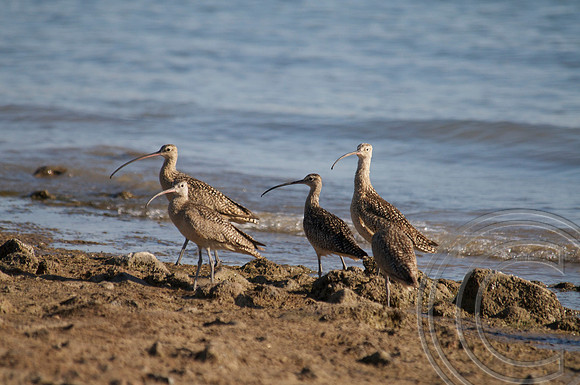 Long Billed Curlew, Lake Mead