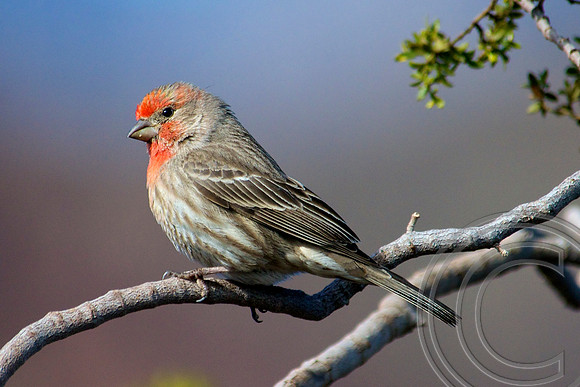 House Finch, Lake Mead