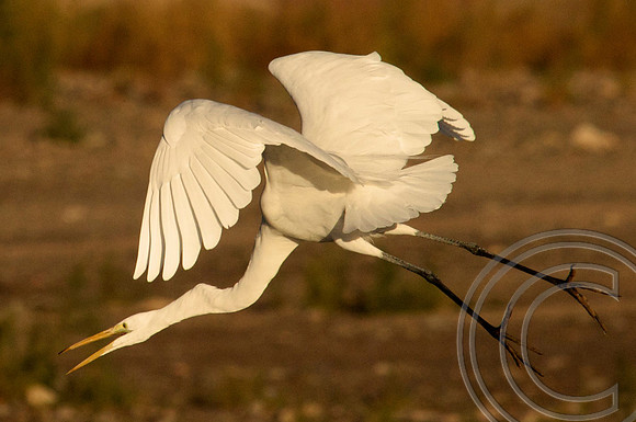 Great Egret, Lake Mead