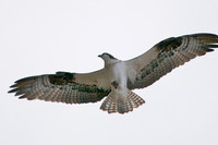 Osprey, Lake Mead