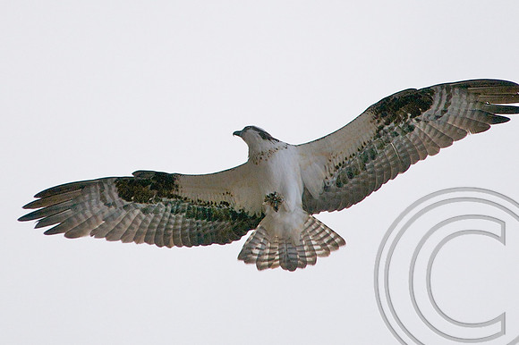 Osprey, Lake Mead