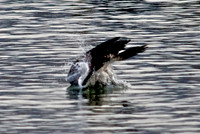 Osprey, Lake Mead