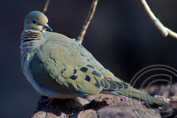 Mourning Dove, Lake Mead