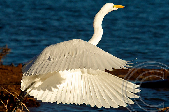 Great Egret, Lake Mead
