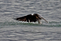 Osprey, Lake Mead
