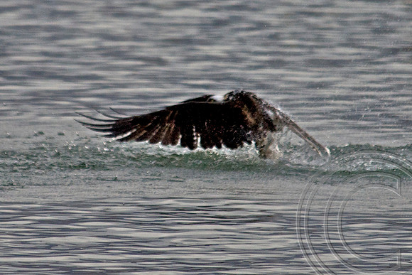 Osprey, Lake Mead