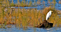 Great Blue Heron and Great Egret, Lake Mead