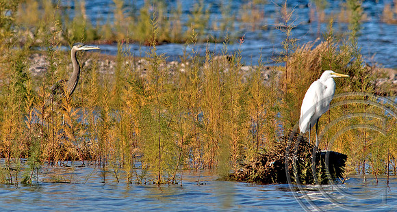 Great Blue Heron and Great Egret, Lake Mead