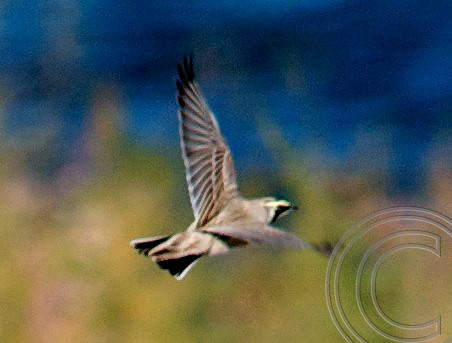 Unknown, Lake Mead