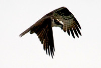 Osprey, Lake Mead