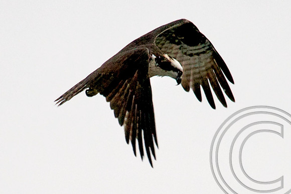 Osprey, Lake Mead