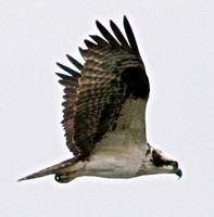 Osprey, Lake Mead