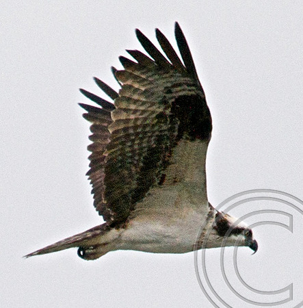 Osprey, Lake Mead