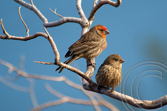 House Finch, Lake Mead