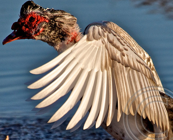 Weird Duck, Lake Mead
