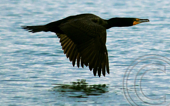 Double Crested Cormorant, Lake Mead