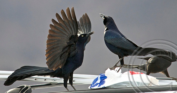 Great-tailed Grackle, Lake Mead