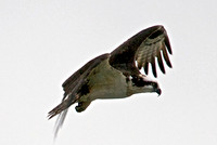 Osprey, Lake Mead