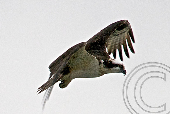 Osprey, Lake Mead