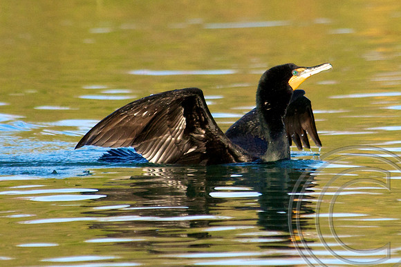 Double Crested Cormorant, Lake Mead