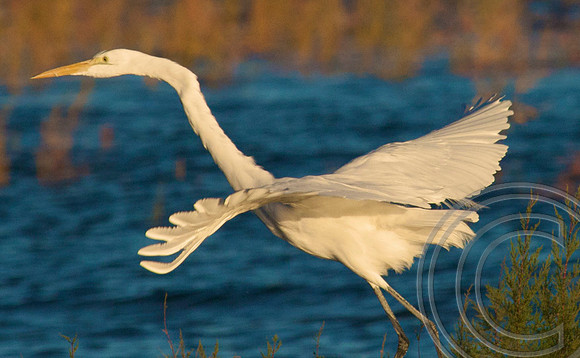 Great Egret, Lake Mead
