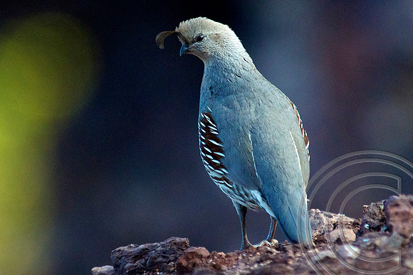 Gambel's Quail, Lake Mead