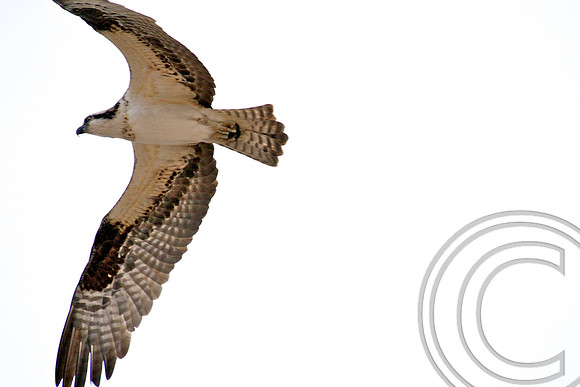 Osprey, Lake Mead