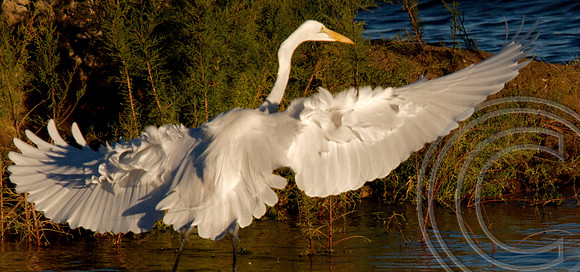 Great Egret, Lake Mead