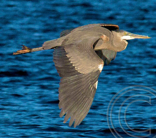 Great Blue Heron, Lake Mead
