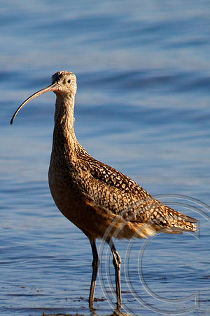 Long Billed Curlew, Lake Mead