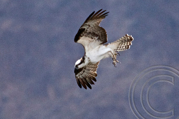Osprey, Lake Mead