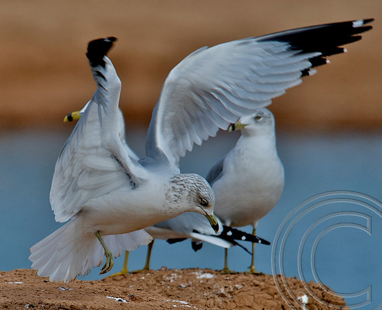 Gull, Lake Mead