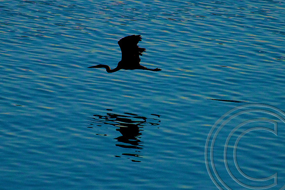 Great Blue Heron, Lake Mead