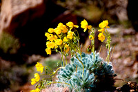 Bear Paw Poppy, Muddy Mountains Nevada