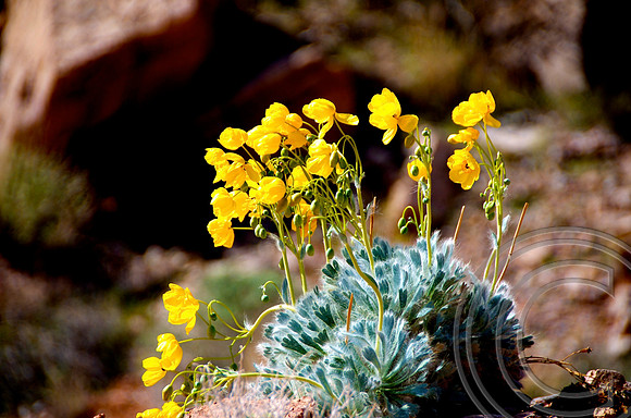Bear Paw Poppy, Muddy Mountains Nevada