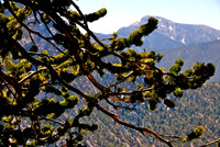 Bristlecone Trail