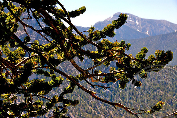 Bristlecone Trail